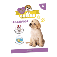 N4 : Fascicule et peluche Labrador